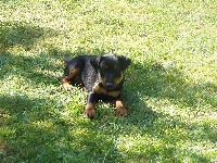 DIXIE